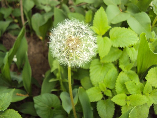 Free Dandelion Flower Wallpaper photo and picture