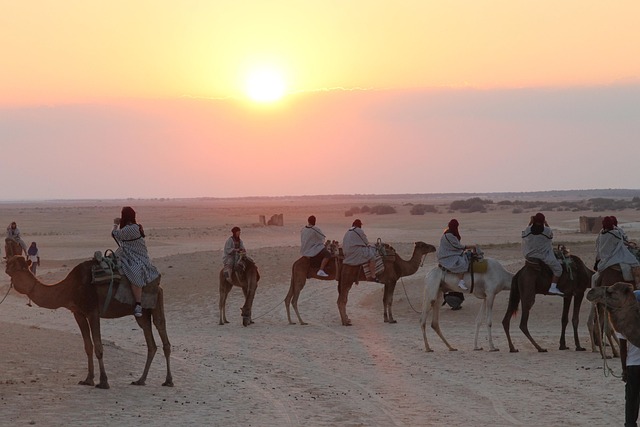 Free Tunis Camels photo and picture