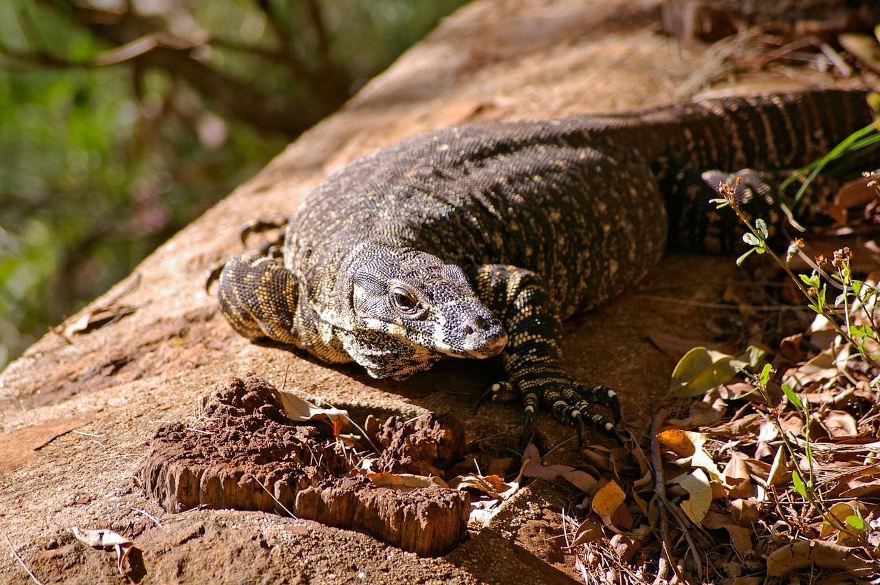 Monitor Lizard - free online jigsaw puzzle photo