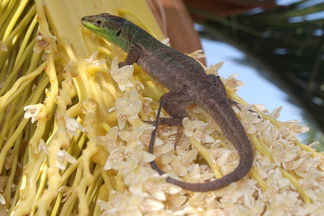Free Lizard Gecko photo and picture