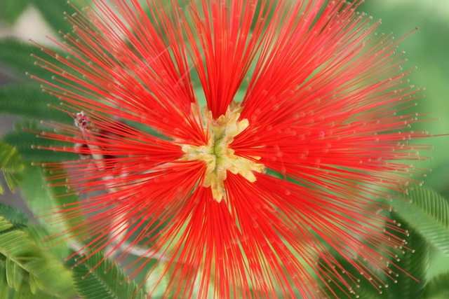 Free Flower Red photo and picture