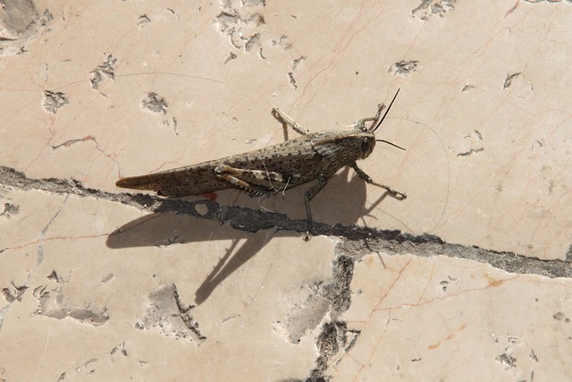Free Grasshopper Insect photo and picture