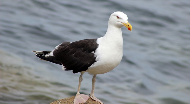 Free Kelp Gull Gull photo and picture