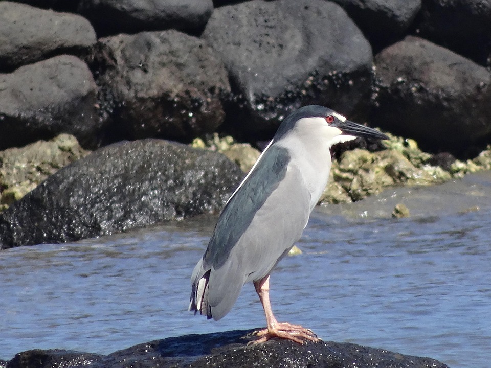 Night Heron Auku U Water Free Photo On Pixabay