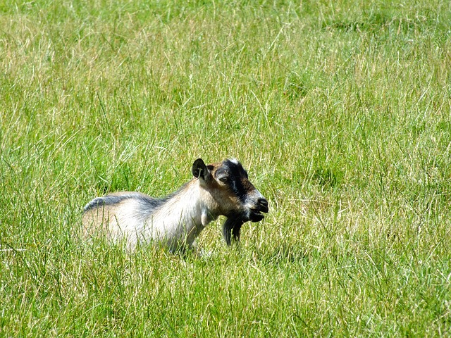 Free Goat Grass photo and picture