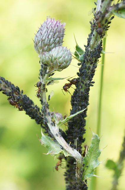 Free Aphids Thistle photo and picture