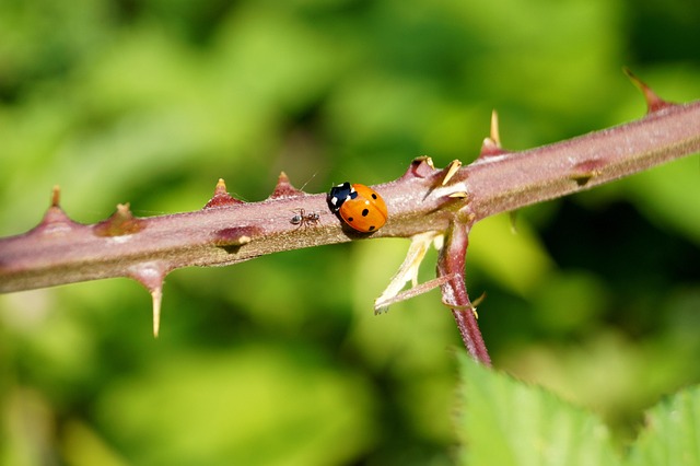 Free Ladybug Thorns photo and picture