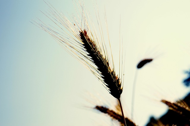 Free Wheat Spike photo and picture