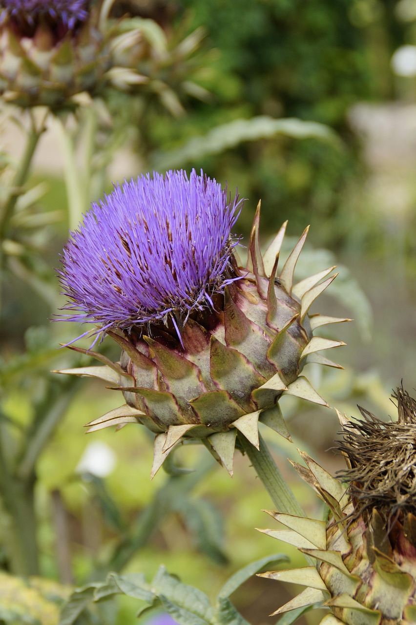 Artichoke Bloom Blossom Free photo on Pixabay