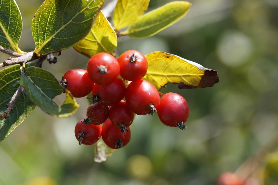 Haw rød frugter · gratis foto pÃ¥ pixabay Vilde træer med røde bær
