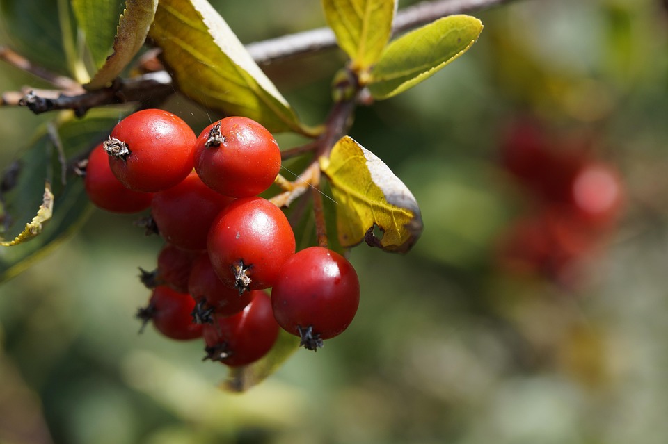 Komat Kamit Merah Buah Buahan · Foto gratis di Pixabay