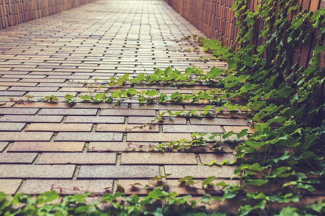 Download free HD stock image of Ivy Climbing Plant Free Ivy Climbing Plant photo and picture
