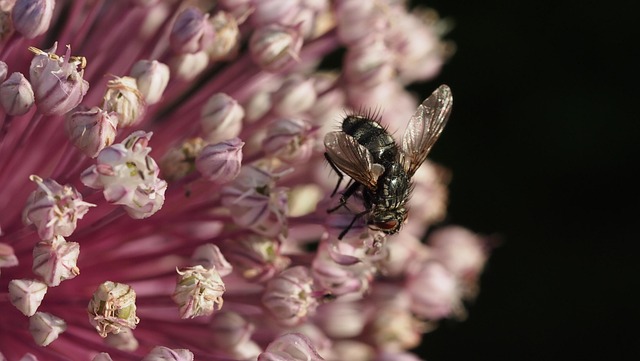 Free Fly Flower photo and picture