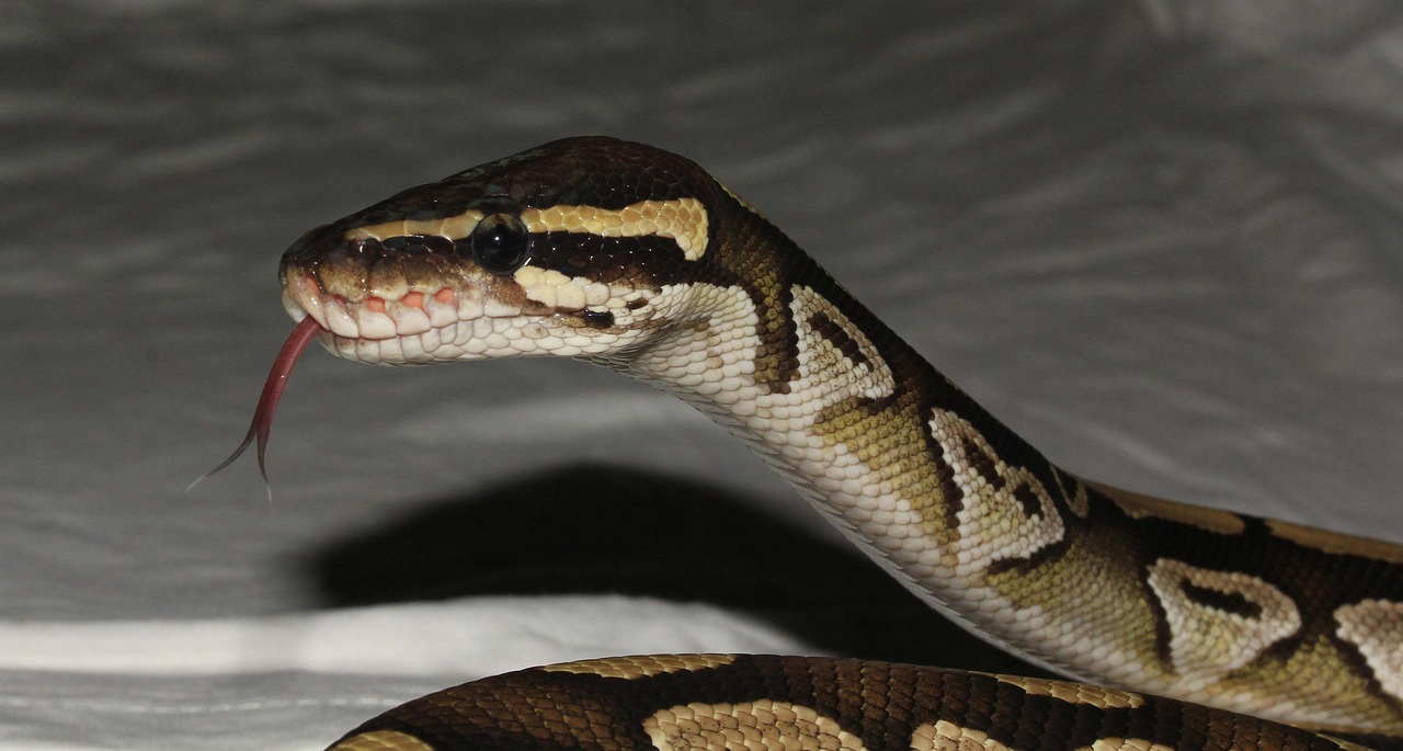https://cdn.pixabay.com/photo/2014/08/09/11/39/snake-414044_1280.jpg