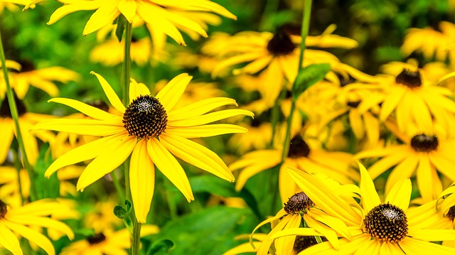 Free Coneflower Nature photo and picture