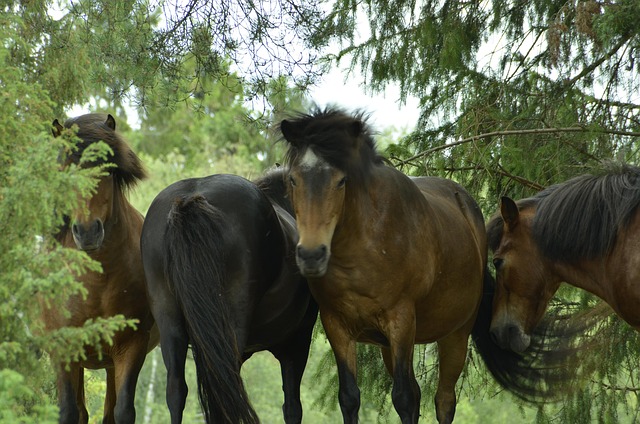 Free Horses Summer photo and picture