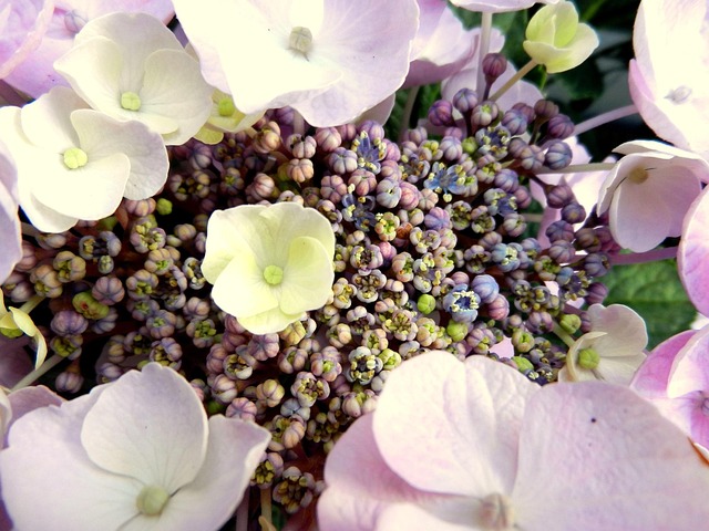 Hortensie, Blume, Blüte, Rosa