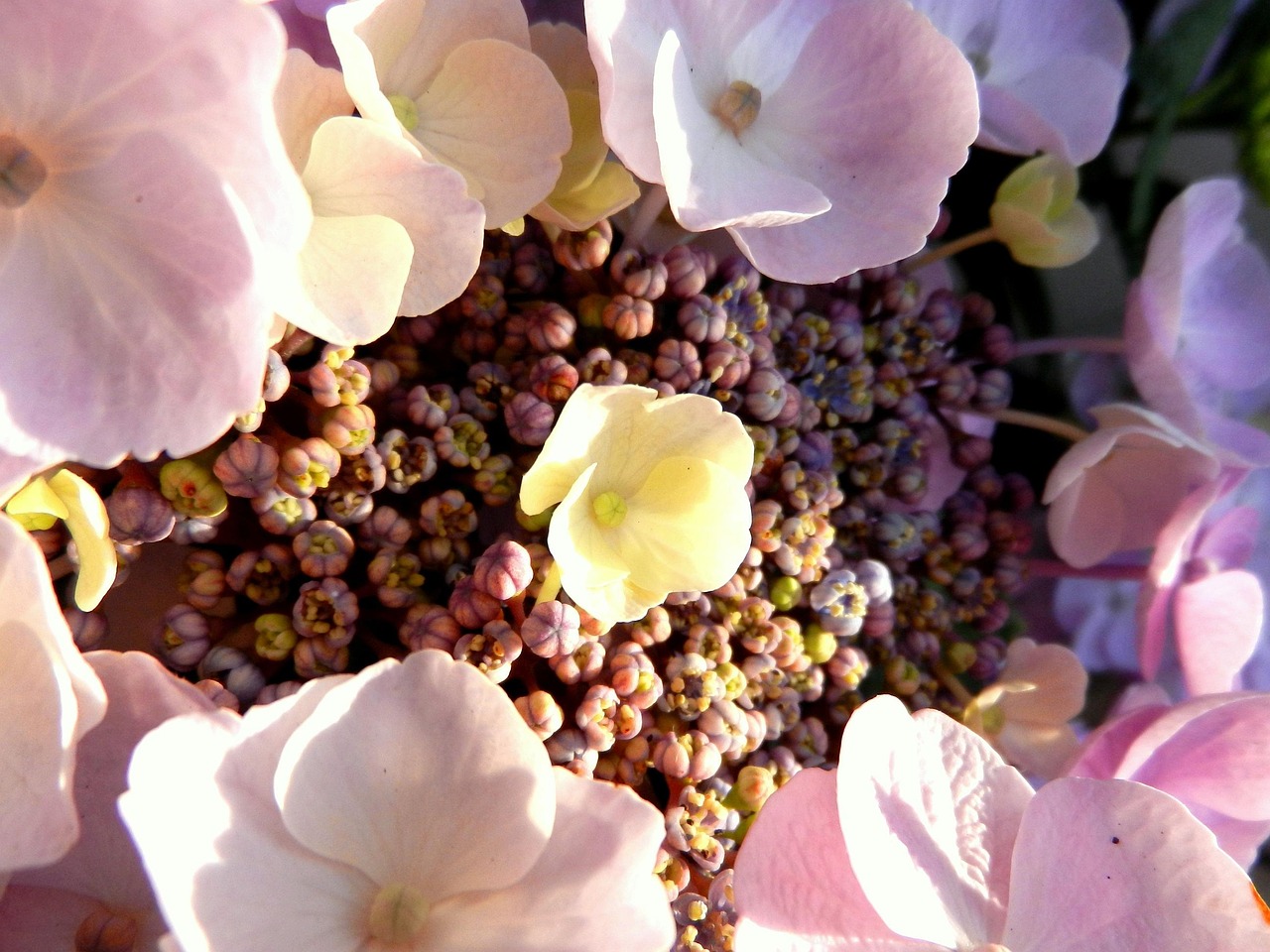 Hortensie, Blume, Blüte, Rosa