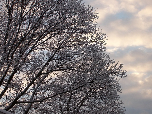 Free Snow Trees photo and picture