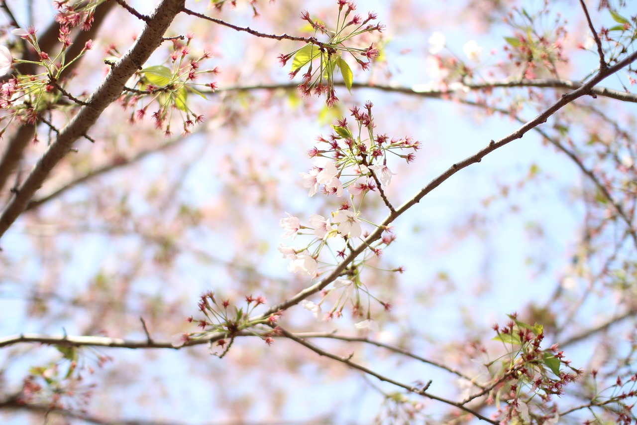 벚꽃 나무 - Pixabay의 무료 사진 - Pixabay