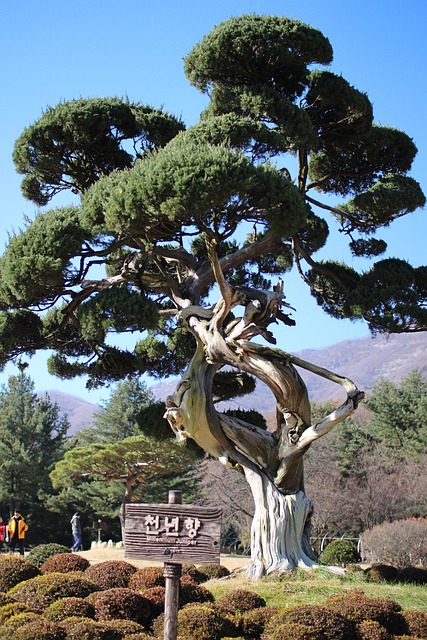 Arboretum, Baum, Pine, Blau