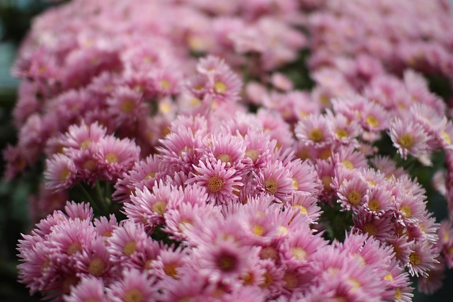 Blume, Rosa, Pflanze