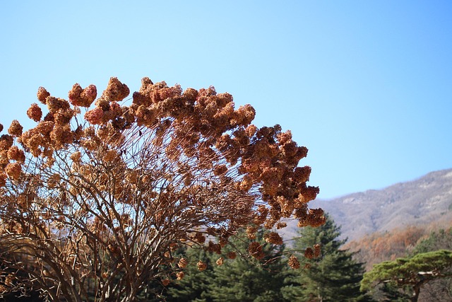 Arboretum, Baum, Himmel