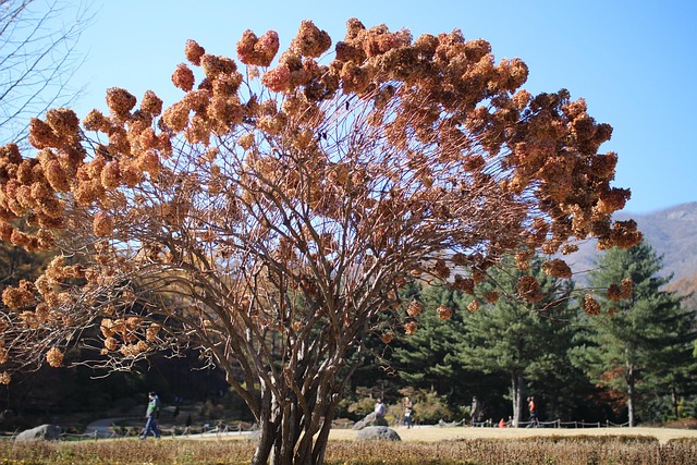 Arboretum, Baum, Himmel