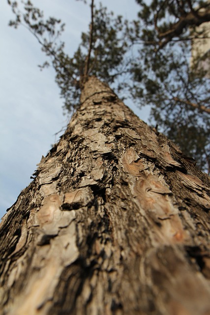 Free Pine Tree photo and picture