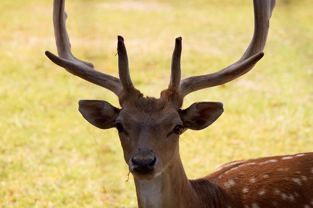 Free Deer Axishirsch photo and picture