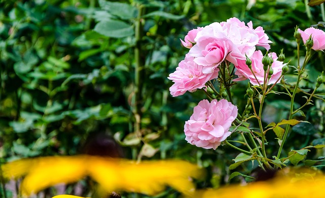 Free Blossom Bloom photo and picture