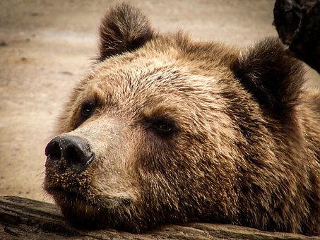 Bär, Braunbär, Schnauze, Tier, Teddy