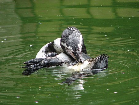 Pinguin, Putzen, Körperpflege, Tier