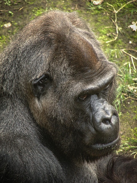 Gorilla, Primaten, Menschenaffe