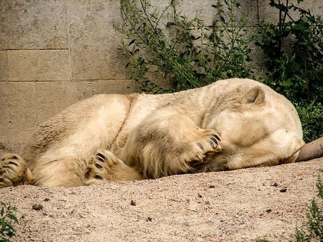 Eisbär, Polarbär, Bär, Raubtierart