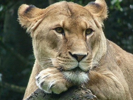 Löwin, Tierwelt, Raubtier, Afrika, Wild