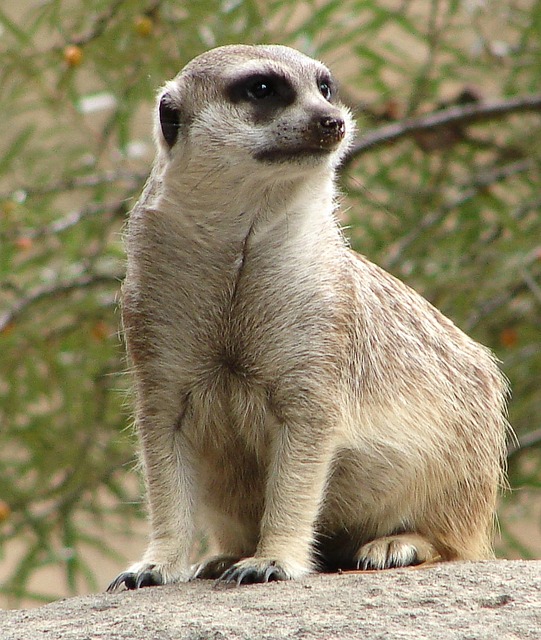 Erdmännchen, Tier, Wächter, Lustig