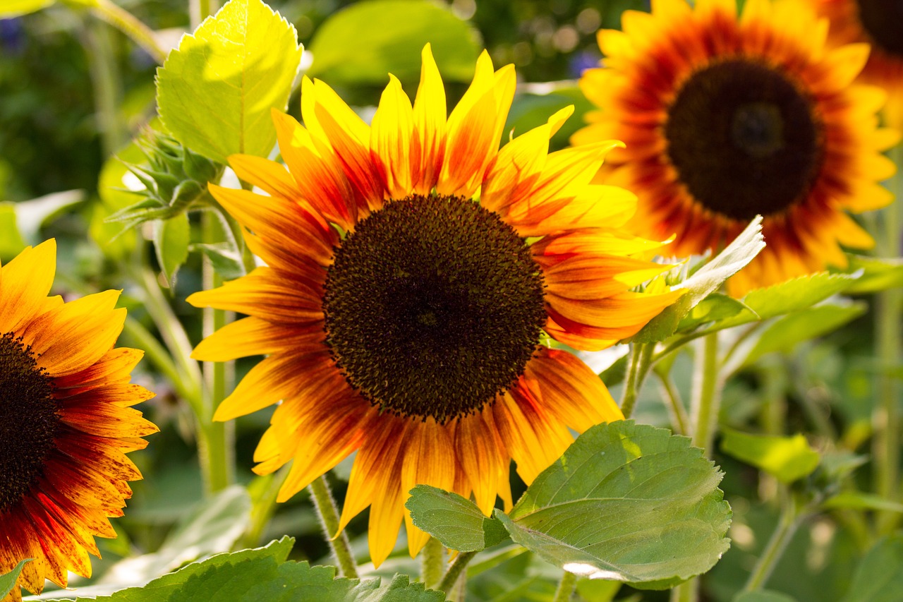 Sunflower Yellow Flower · Free photo on Pixabay