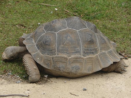 Schildkröte, Landschildkröte