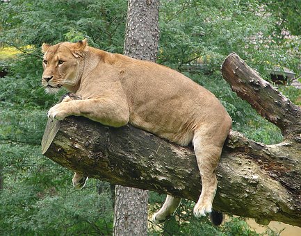 Löwin, Raubtier, Ausruhen, Tierwelt