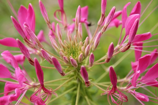 Flor De Aranha