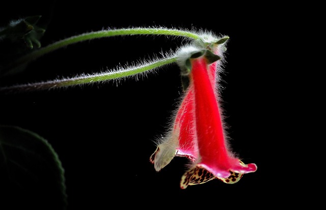 Free Flower Red photo and picture