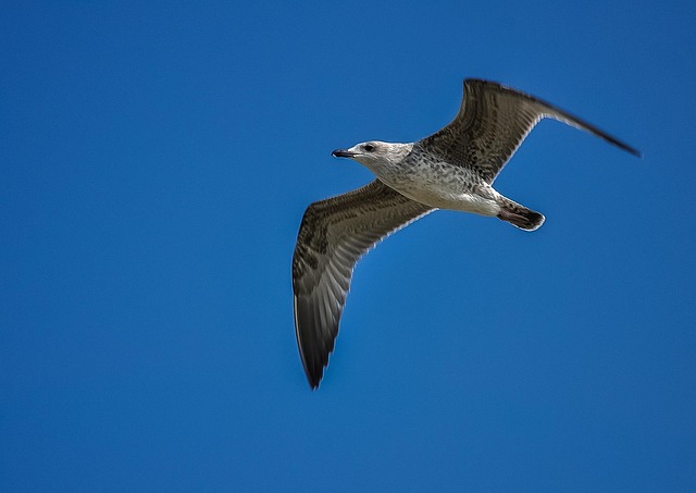 Free Seagull Sky photo and picture