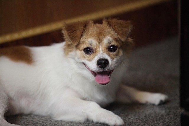 Free Pets Dog photo and picture