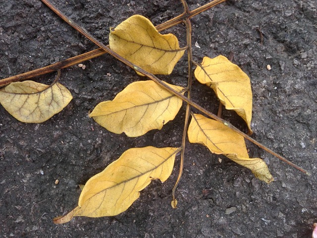 Free The Leaves Dead Leaves photo and picture