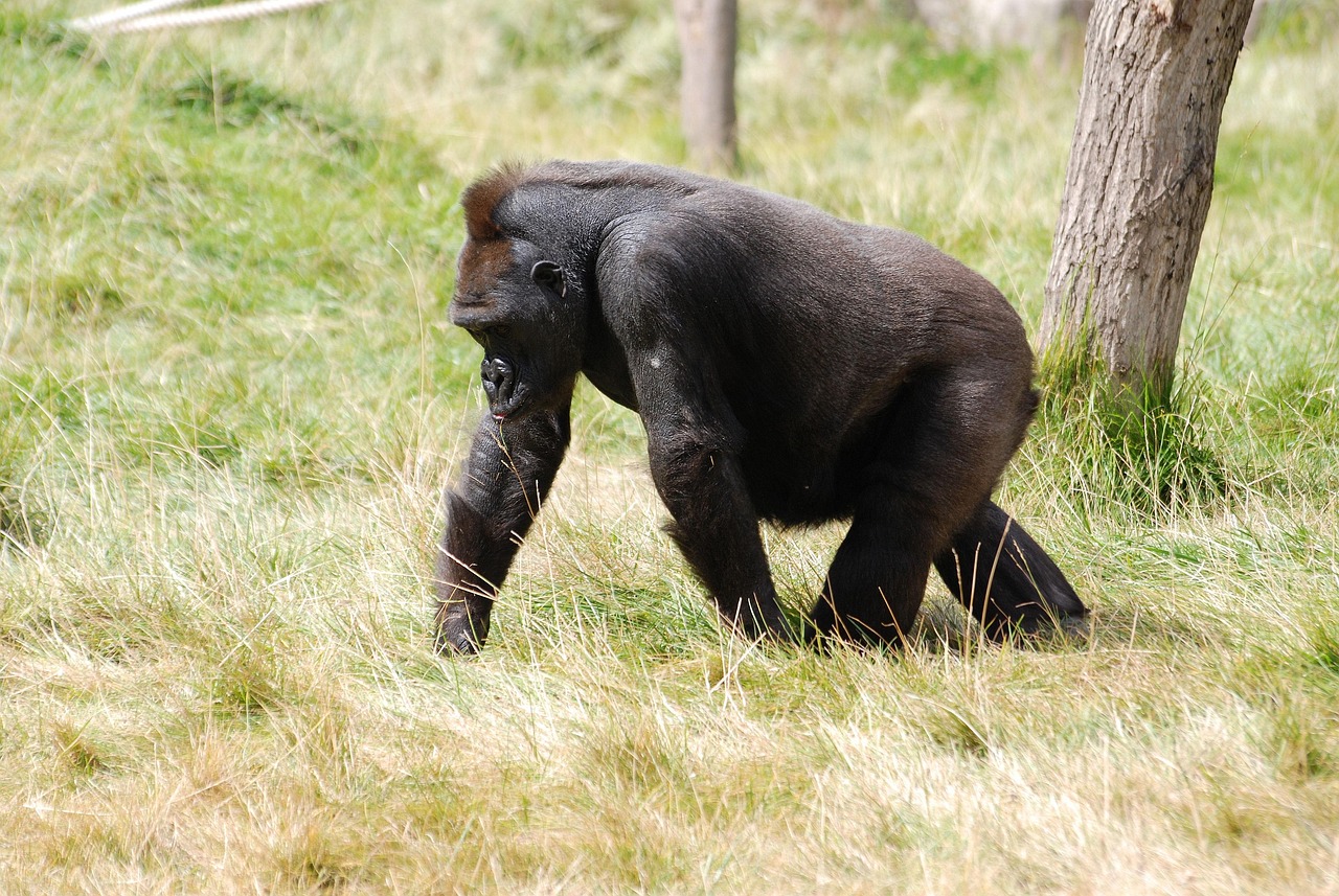 Mountain Gorilla - free online jigsaw puzzle photo