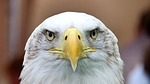 white tailed eagle, adler, bald eagle