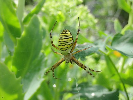 Zebraspinne, Edderkopp, Tiger Edderkopp