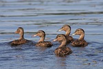 duck, the brood, five of the