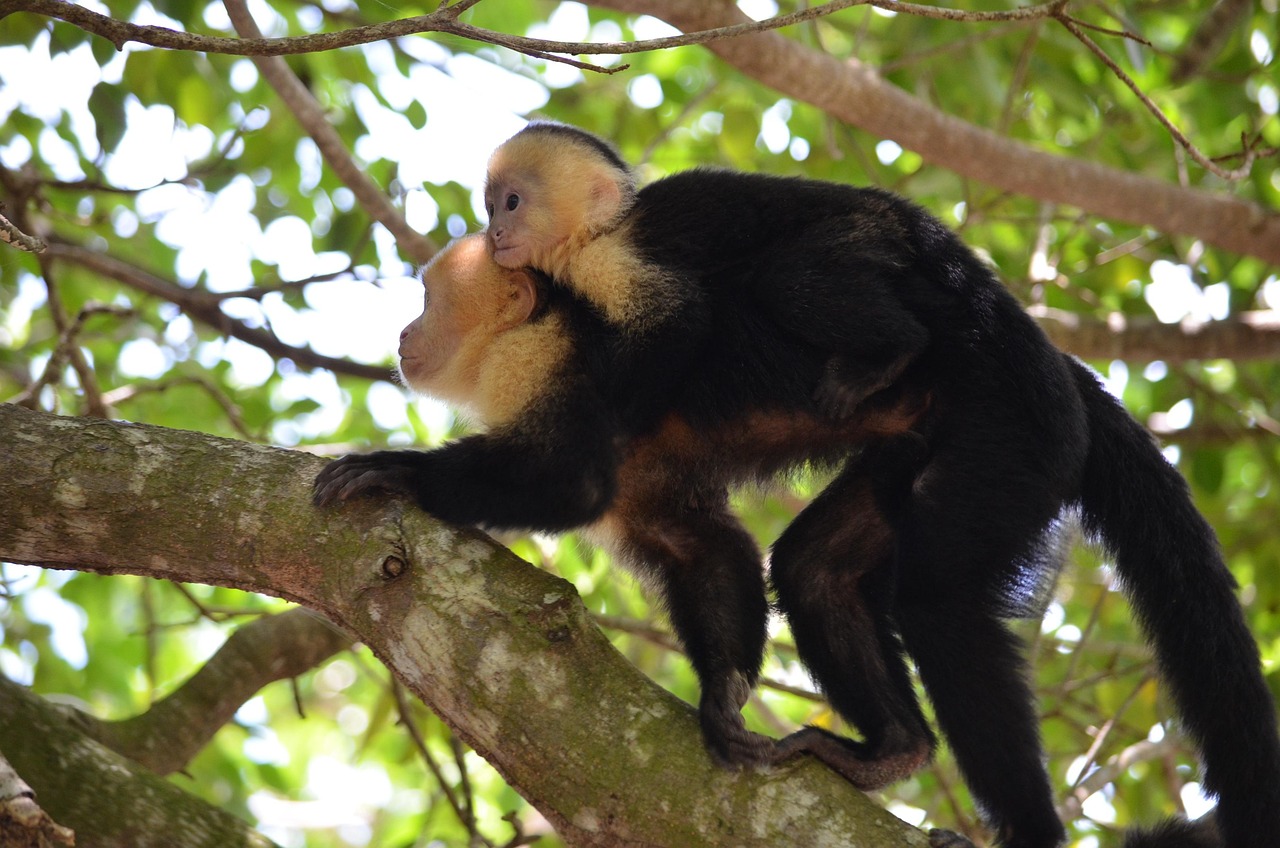 Macaco Mamífero Natureza Animais - Foto gratuita no Pixabay - Pixabay